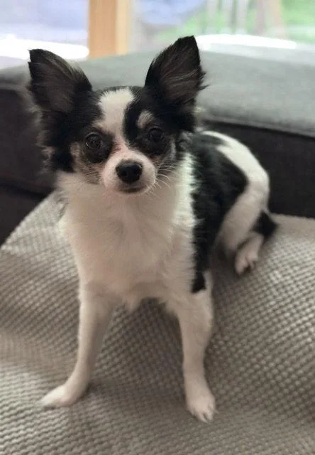 A young small-sized female Chihuahua dog named Sarah for adoption in Grafton, WI