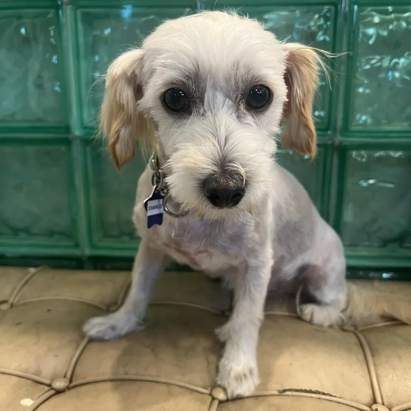 An adult small-sized female White / Cream Mixed Breed dog named Charlie for adoption in San Francisco, CA