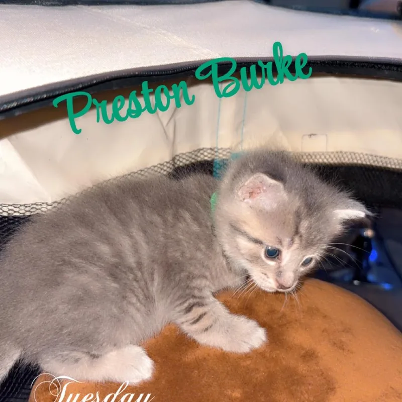 A baby small-sized male Gray / Blue / Silver Domestic Short Hair cat named Preston for adoption in Greenfield, IN