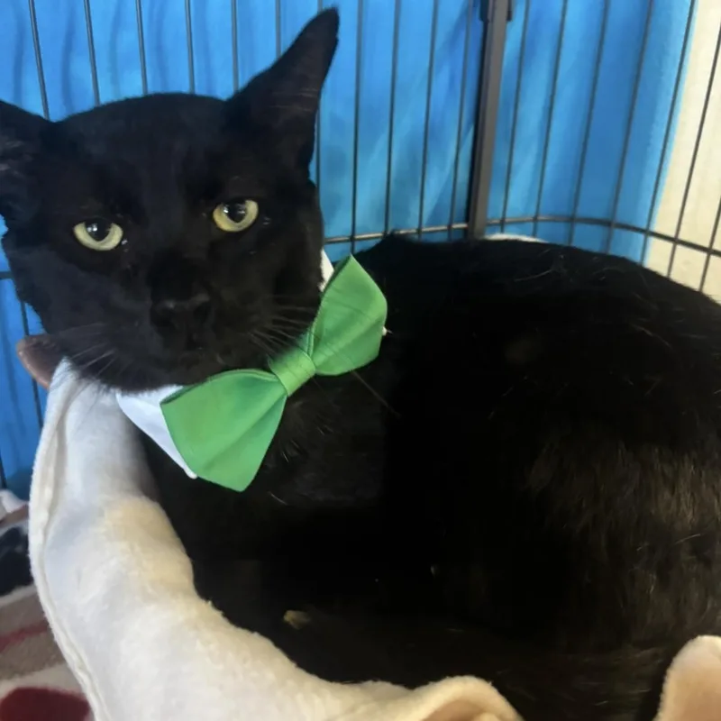 A young large-sized male Black Domestic Short Hair cat named Felix for adoption in Orange, CA