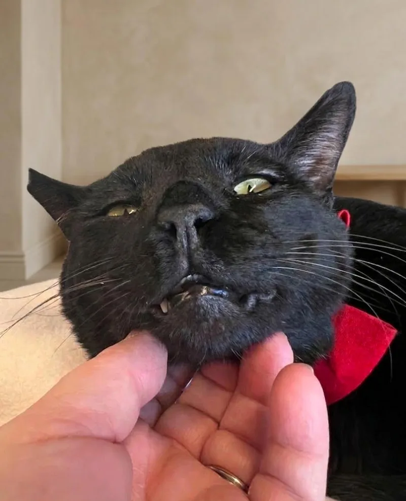 Felix thumbnail 3