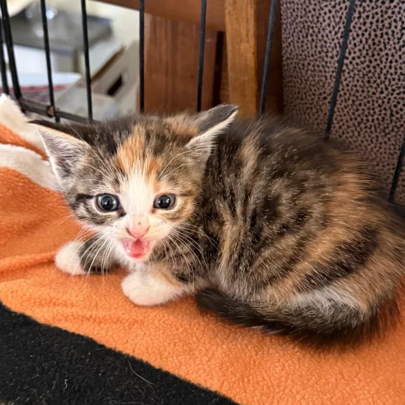 A baby small-sized female Calico Domestic Short Hair cat named Audrey for adoption in Yucaipa, CA