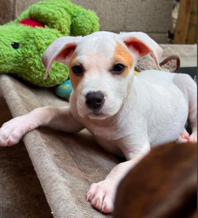 A baby medium-sized male White / Cream Mixed Breed dog named Oakley for adoption in Eutawville, SC
