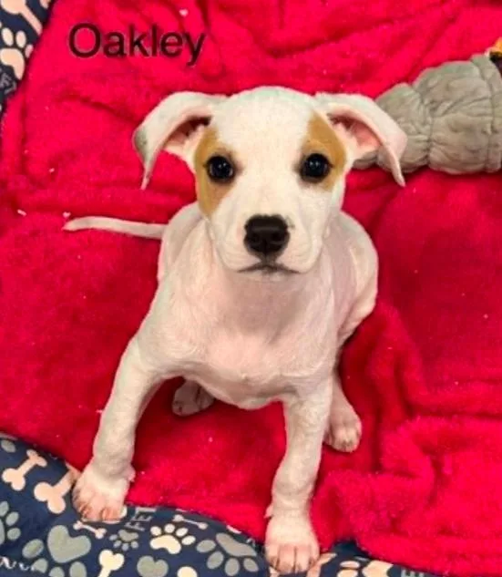 Oakley thumbnail 2