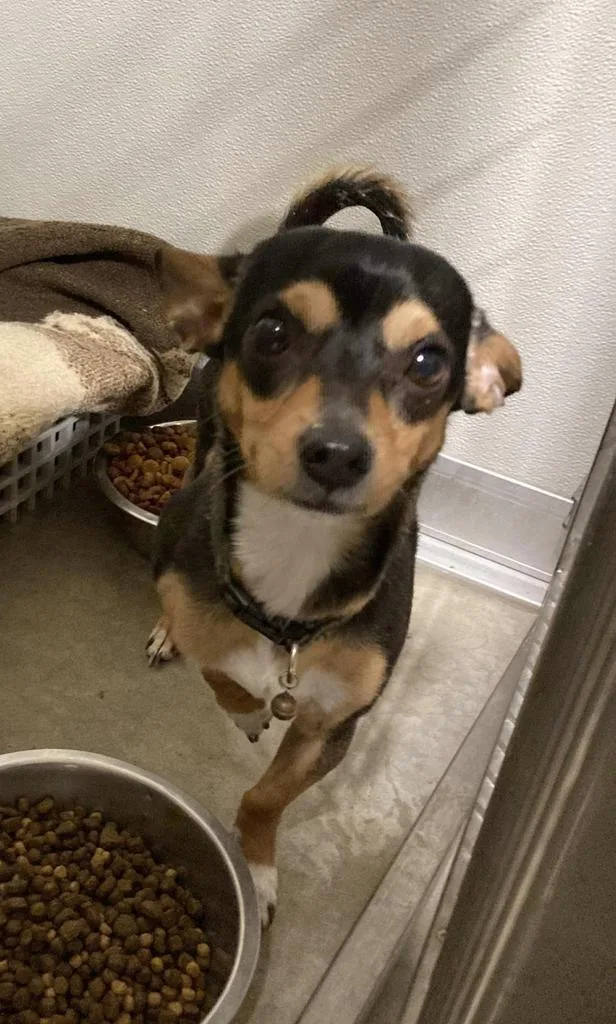 An adult small-sized male Chihuahua dog named Yogi for adoption in Pierceton, IN