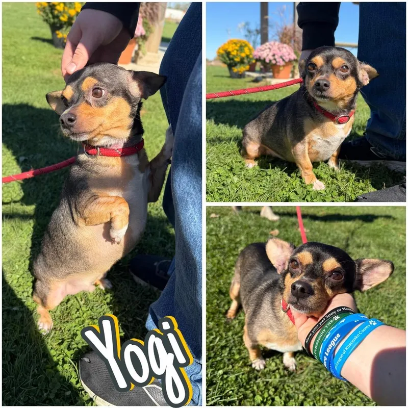 Yogi thumbnail 5