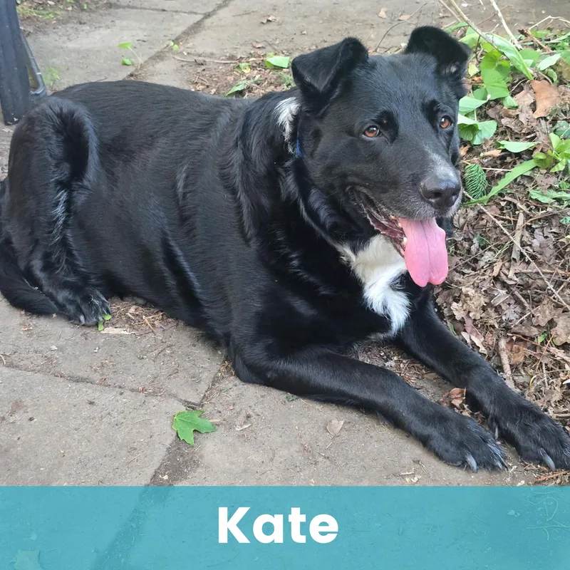 An adult extra large-sized female Mixed Breed dog named Kate for adoption in Rochester , NY