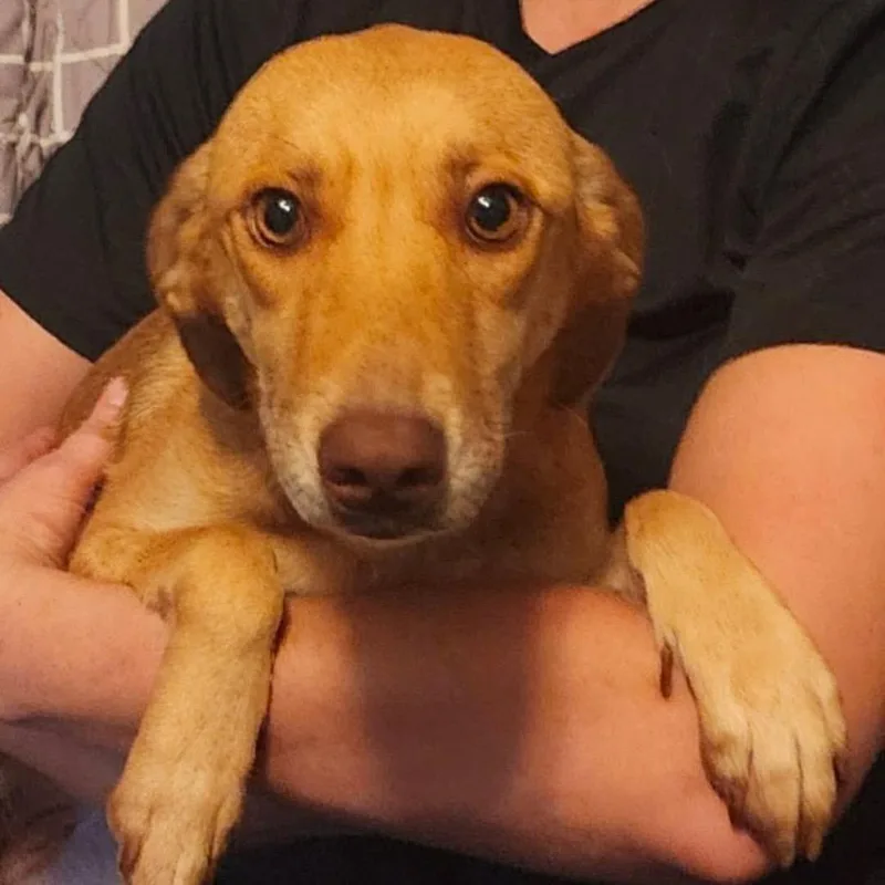 An adult medium-sized female Golden Labrador Retriever dog named Blondie Valentine for adoption in Wadena, MN