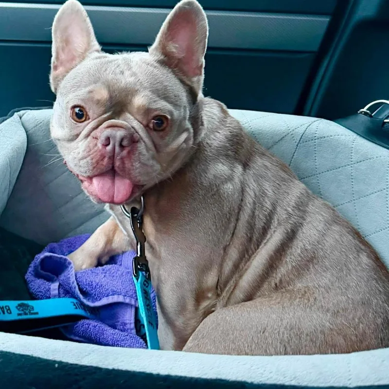 An adult small-sized female Yellow / Tan / Blond / Fawn French Bulldog dog named Roxy for adoption in Huber Heights, OH