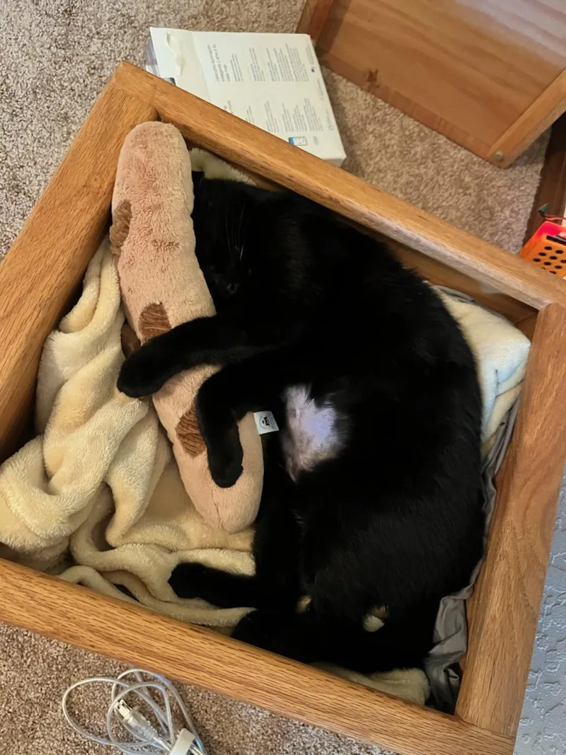 An adult medium-sized female Domestic Short Hair cat named Arlo for adoption in Truckee, CA