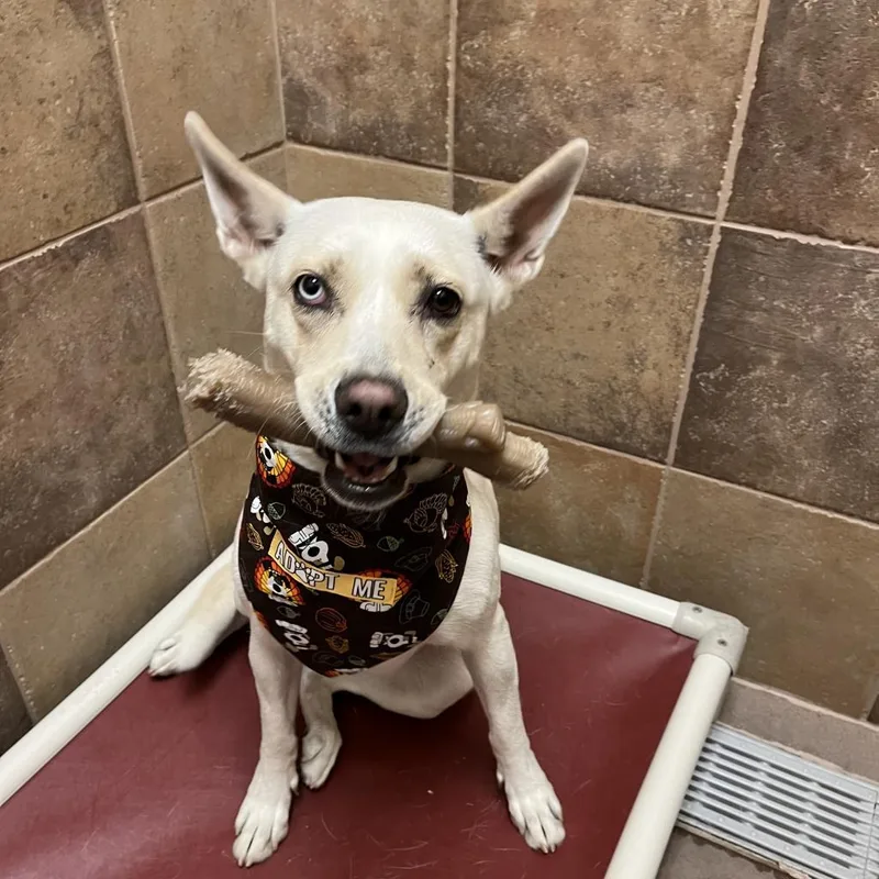 An adult medium-sized female Yellow / Tan / Blond / Fawn Husky dog named Uma for adoption in Kanab, UT