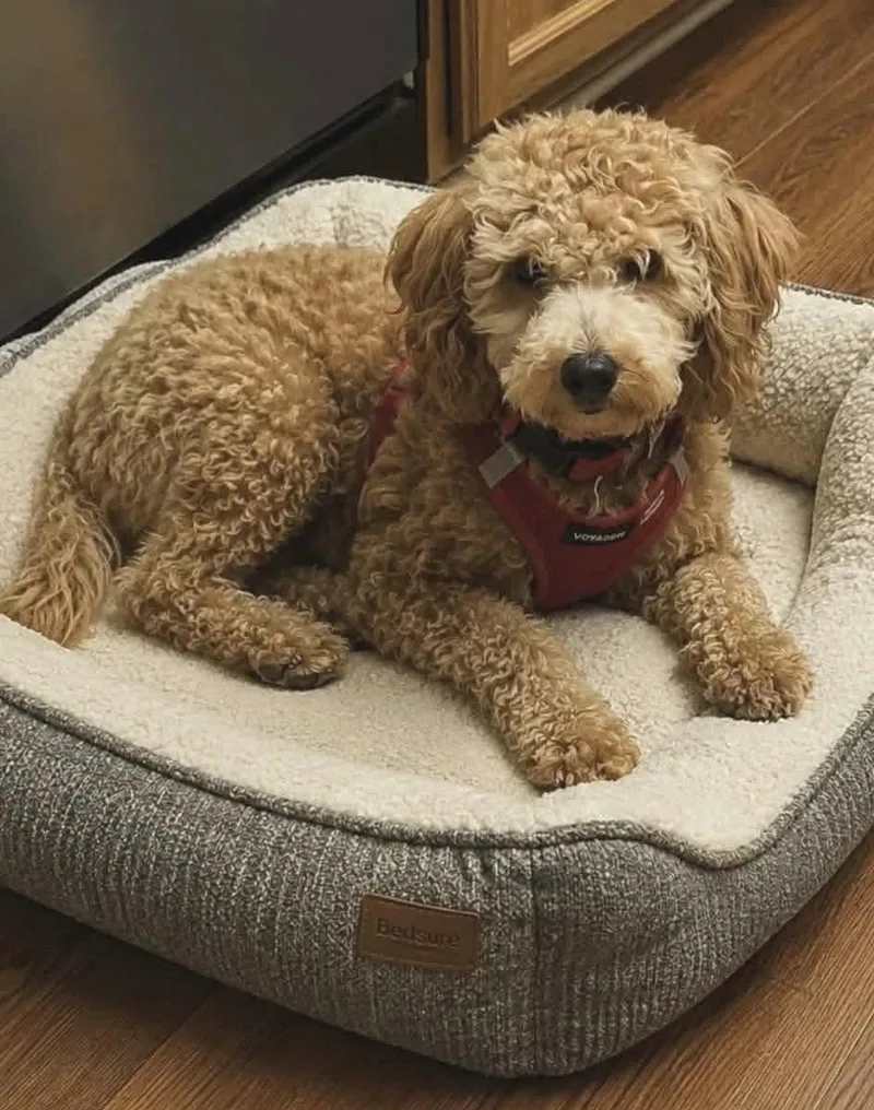 A baby medium-sized male Golden Retriever dog named Buddy Jc In Ms for adoption in Warwick, RI