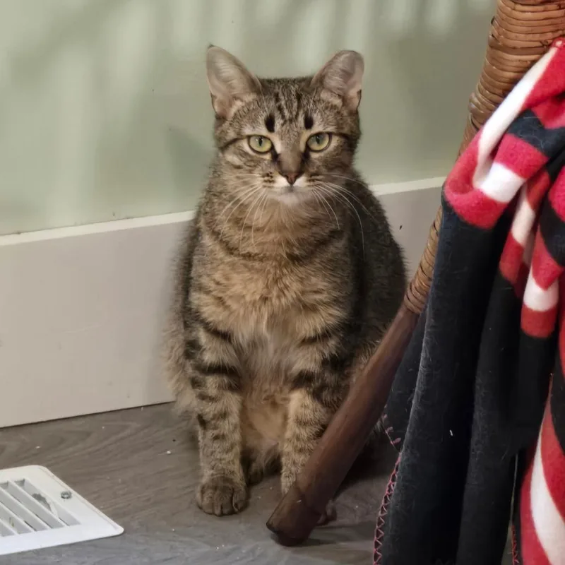 A young small-sized female Torbie Domestic Short Hair cat named Jackie for adoption in Goshen, IN