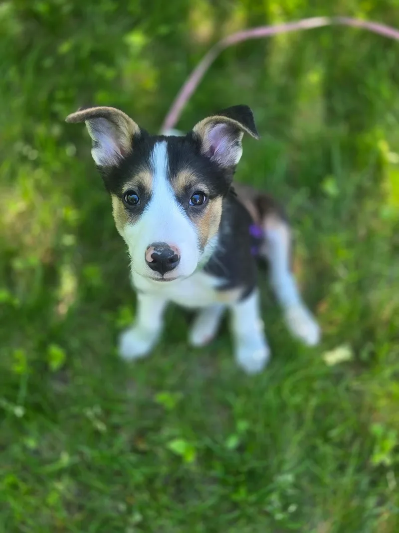 A young medium-sized female Mixed Breed dog named Madison for adoption in Monona, WI