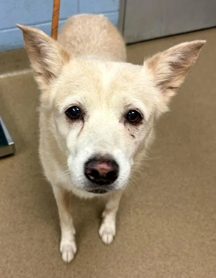 An adult medium-sized female Mixed Breed dog named Sheila for adoption in Chamblee, GA