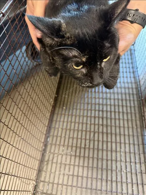 An adult small-sized female Domestic Short Hair cat named Cookie for adoption in Chatsworth, CA