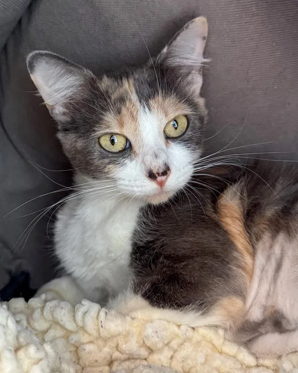 A young small-sized female Domestic Medium Hair cat named Farro for adoption in Novato, CA