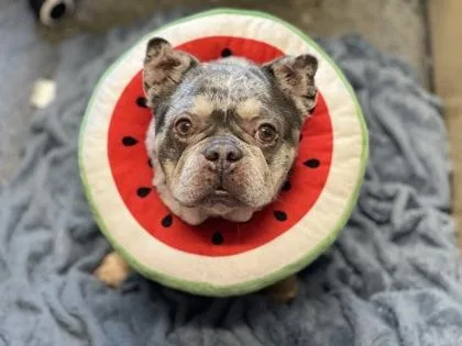 Madame Pamplemousse thumbnail 2