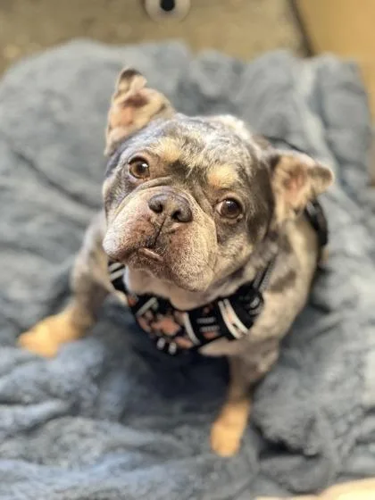 Madame Pamplemousse thumbnail 3