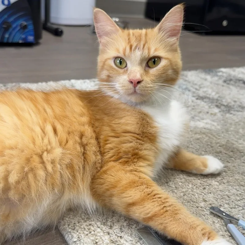 A young medium-sized female Orange & White Domestic Medium Hair cat named Tiger for adoption in Detroit, MI
