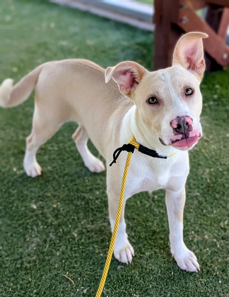 A young medium-sized female Cattle Dog dog named Kc for adoption in Ridgecrest, CA