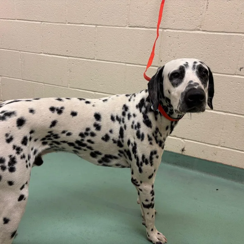 A young medium-sized male White / Cream Mixed Breed dog named Luther for adoption in Memphis, TN