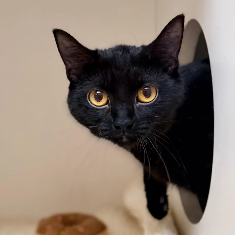 A young medium-sized female Black Domestic Short Hair cat named Saturn for adoption in Champaign, IL