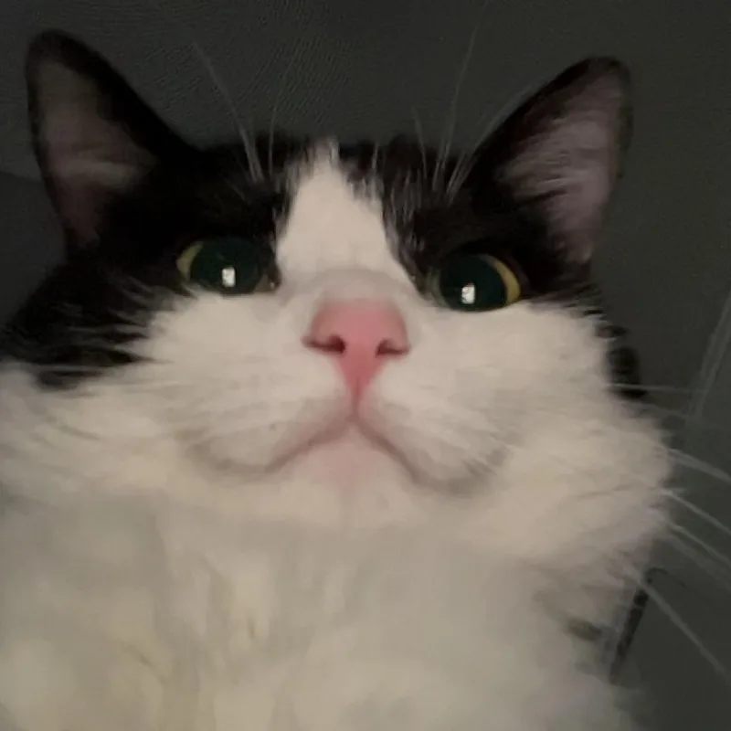 An adult large-sized female Black & White / Tuxedo Domestic Short Hair cat named Phyllis for adoption in Carsonville, MI