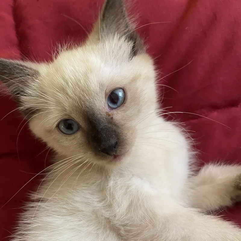 A baby small-sized male Cream / Ivory Domestic Short Hair cat named Yeti for adoption in Jupiter, FL