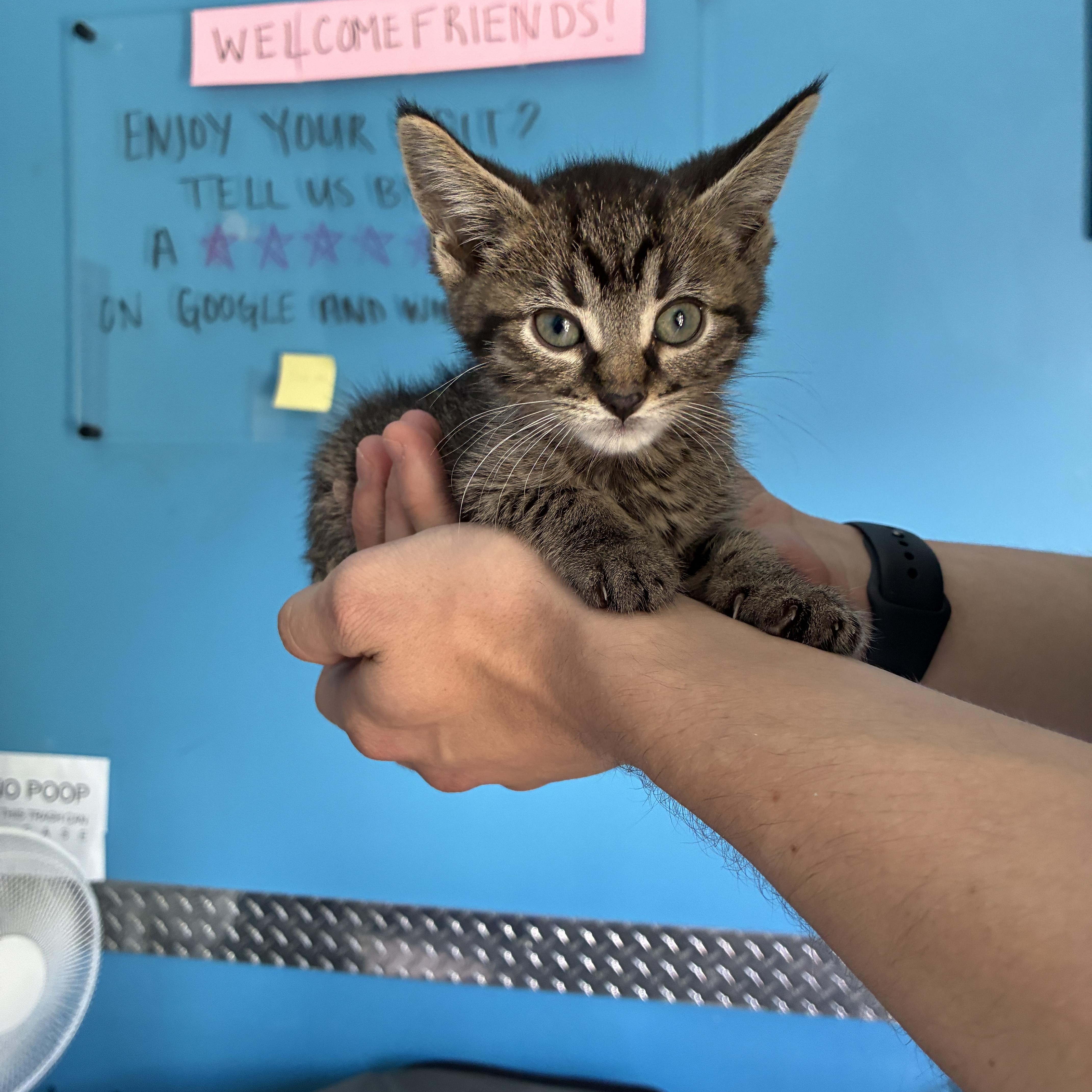 A baby small-sized male Tabby (Brown / Chocolate) Domestic Short Hair cat named Fifa for adoption in Philadelphia, PA