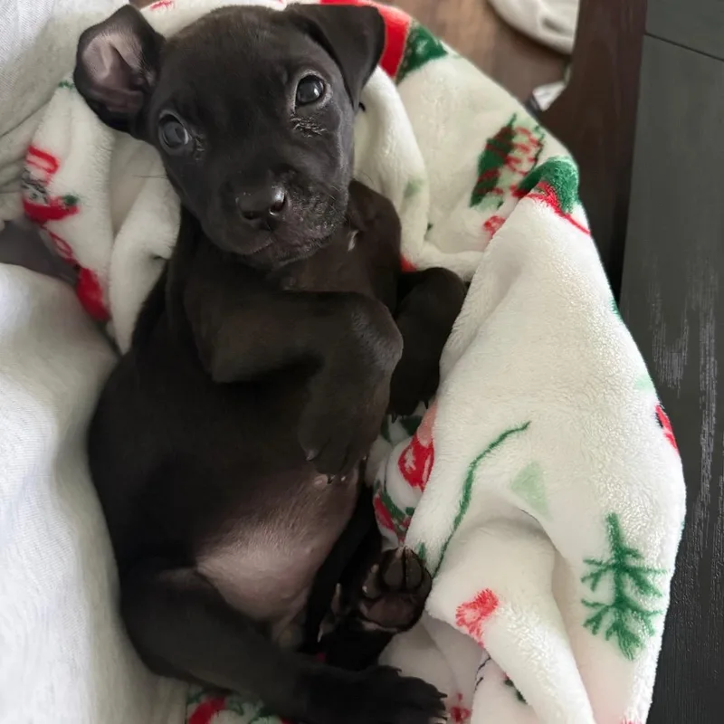 A baby small-sized female Pit Bull Terrier dog named Skids for adoption in Northbrook, IL