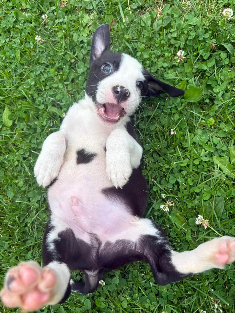 Bullseye
