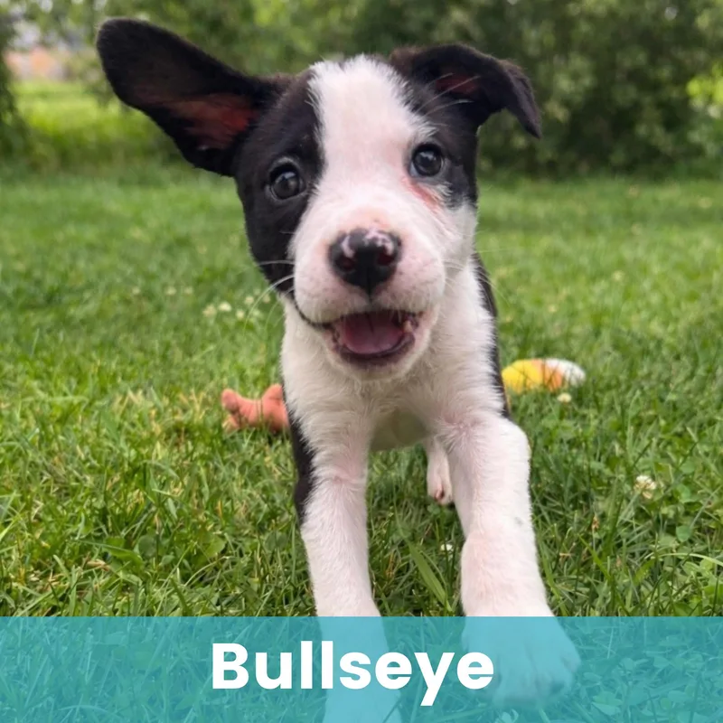 Bullseye thumbnail 4