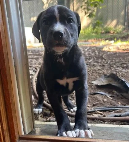 A baby medium-sized male Mixed Breed dog named Calcium for adoption in Hobart, IN
