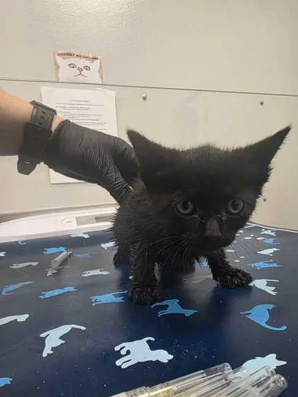 A baby small-sized female Domestic Short Hair cat named Orzo for adoption in Sevierville, TN