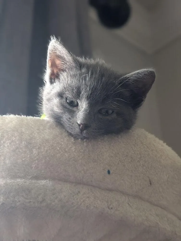 A baby small-sized male Gray / Blue / Silver Domestic Short Hair cat named Highlighter for adoption in West Mifflin, PA