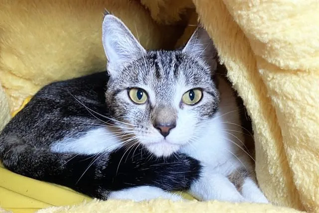 A young medium-sized female Domestic Short Hair cat named Baby for adoption in Fort Lauderdale, FL