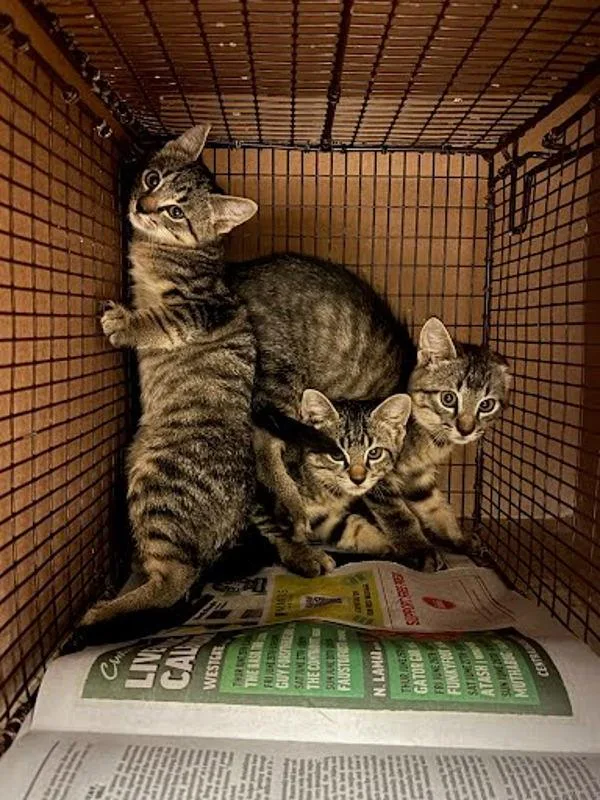 A baby small-sized male Domestic Short Hair cat named Crocodile for adoption in Austin, TX