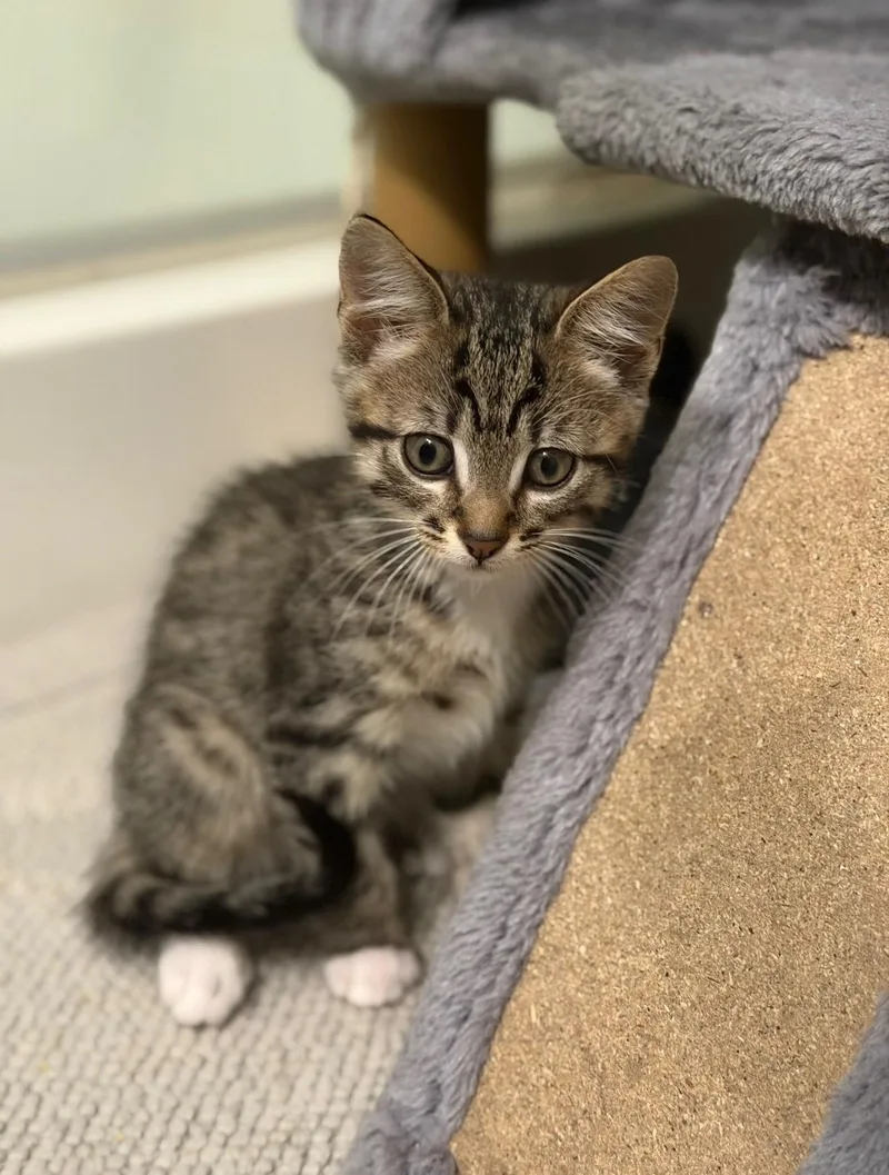 A baby small-sized male Domestic Short Hair cat named Ash for adoption in Tampa, FL