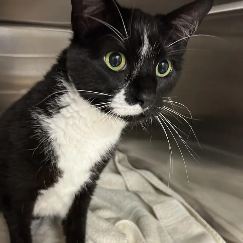 An adult medium-sized female Black Domestic Short Hair cat named Stella for adoption in Ottawa, KS