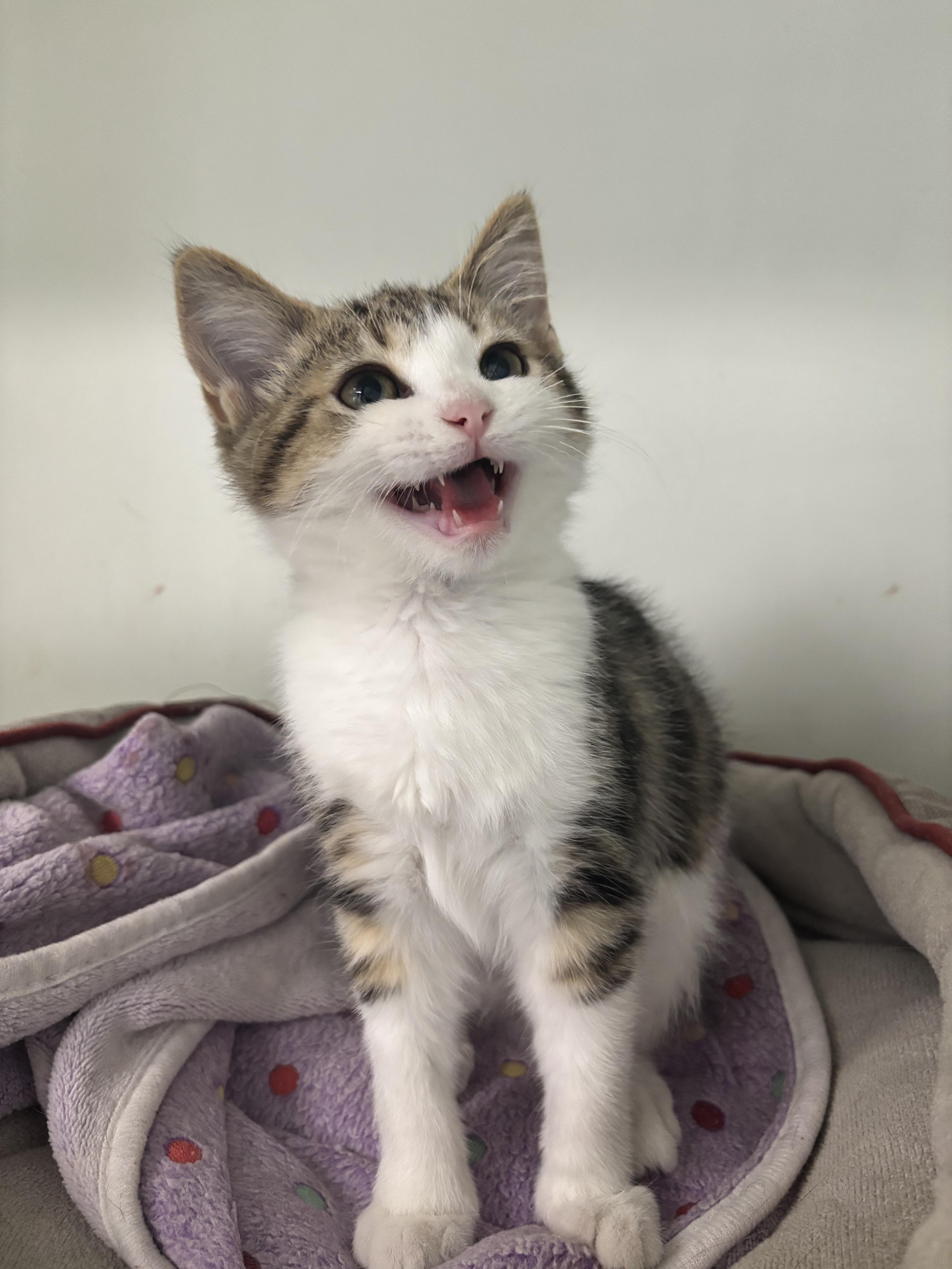 A baby small-sized female Tabby (Brown / Chocolate) Domestic Short Hair cat named Fawna for adoption in Bardstown, KY