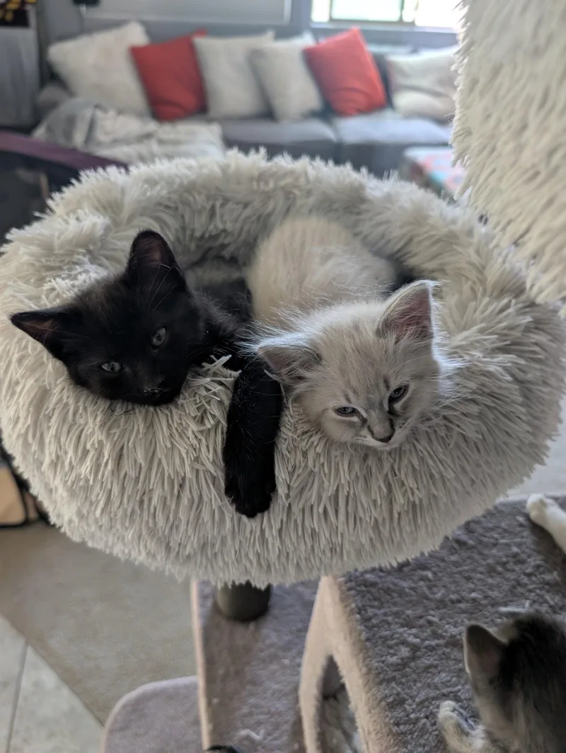 A baby medium-sized female Black Domestic Short Hair cat named Decrepit Deb for adoption in Glendale, AZ