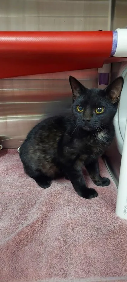 An adult medium-sized male Domestic Short Hair cat named Cannoli for adoption in Cincinnati, OH
