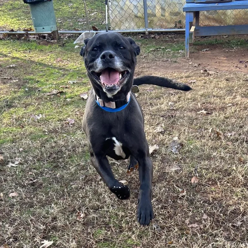 A senior medium-sized male Black Mixed Breed dog named Henry for adoption in Auburn, AL