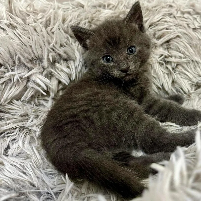A baby medium-sized male Gray / Blue / Silver Domestic Short Hair cat named Jelly Bean for adoption in Muskego, WI
