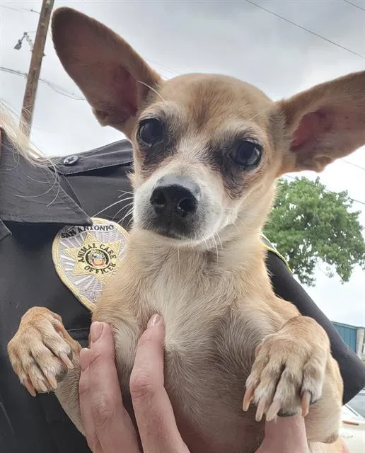 An adult small-sized female Chihuahua dog named Lilly for adoption in San Antonio, TX