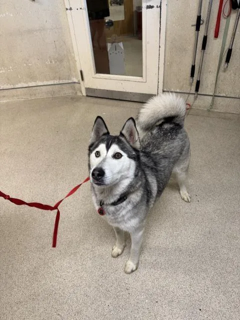 An adult large-sized male Siberian Husky dog named Hunter for adoption in Riverside, CA