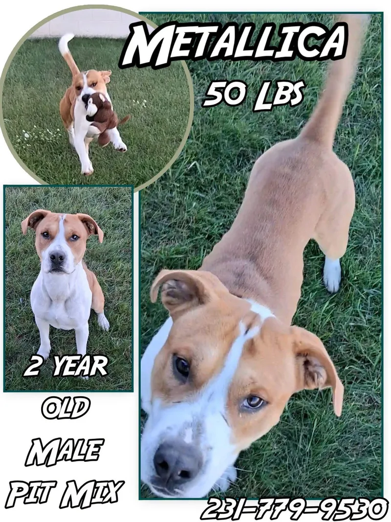 A young medium-sized male Pit Bull Terrier dog named Metallica for adoption in Cadillac, MI