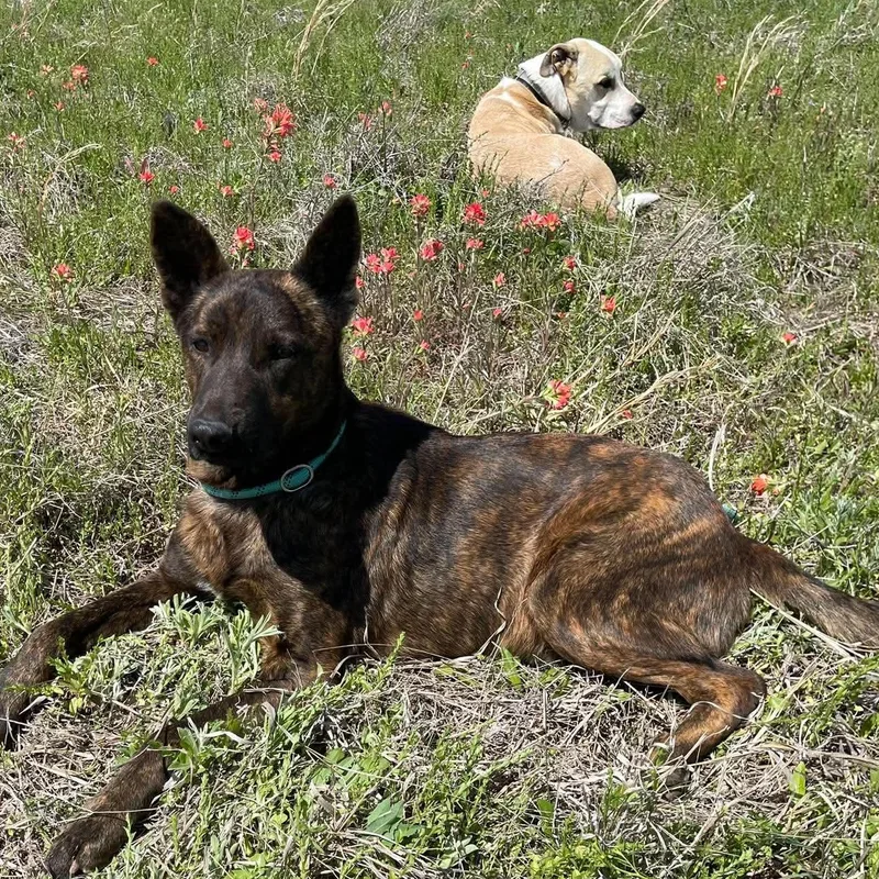 Remington “remy” thumbnail 2