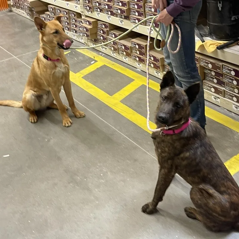 Remington “remy” thumbnail 4